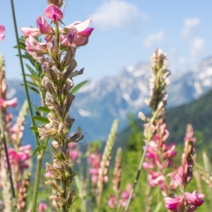 alpine flower