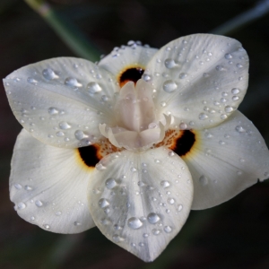 raindrops on flower