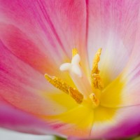 Tulip photograph