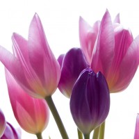 Pink and Purple Tulips