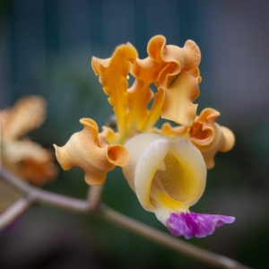 orchid