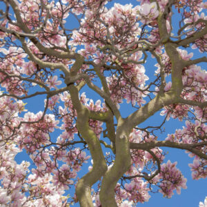 magnolia-in-spring
